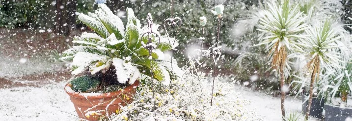 Schneefall im Garten mit Topfpflanzen